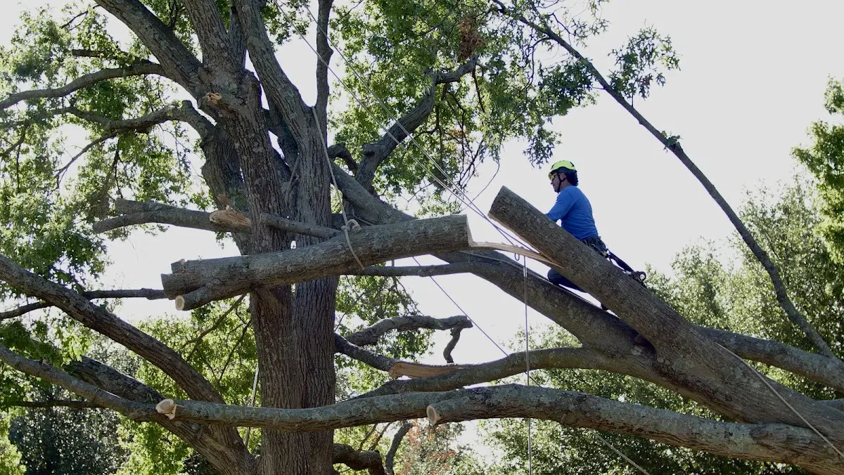 Professional Crown Thinning performed by certified arborists in Brethren