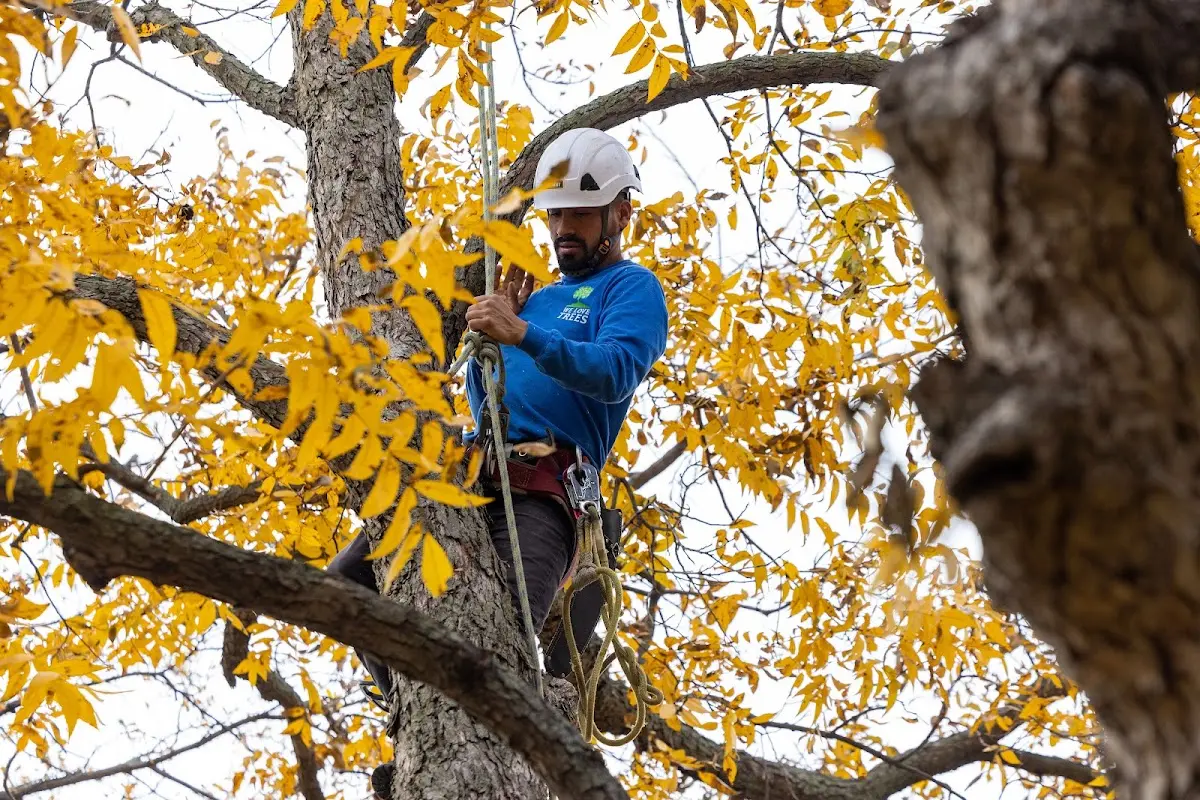 Skilled Tree Planing crew working in Brethren
